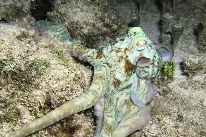 Night Snorkeling - Observation of octopus and other species - Who Should Consider This Tour?