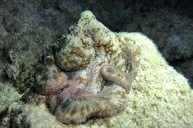 Night Snorkeling - Observation of octopus and other species - FAQs