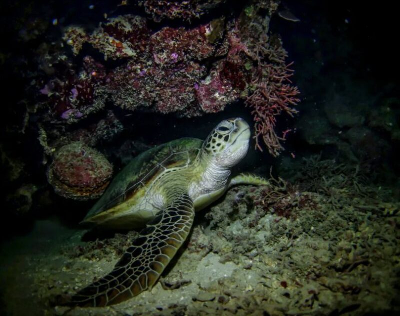 Night Time Snorkel At Turtle Town With Lights And Stars - An In-Depth Look at the Night Time Snorkel at Turtle Town