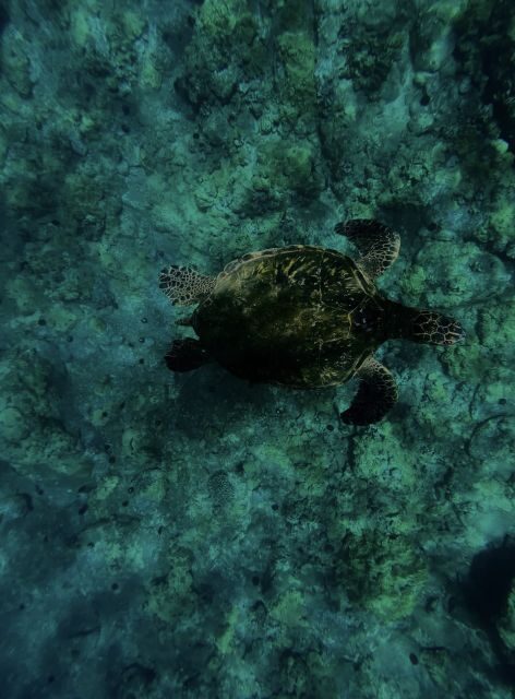 Night Time Snorkel At Turtle Town With Lights And Stars - The Sum Up