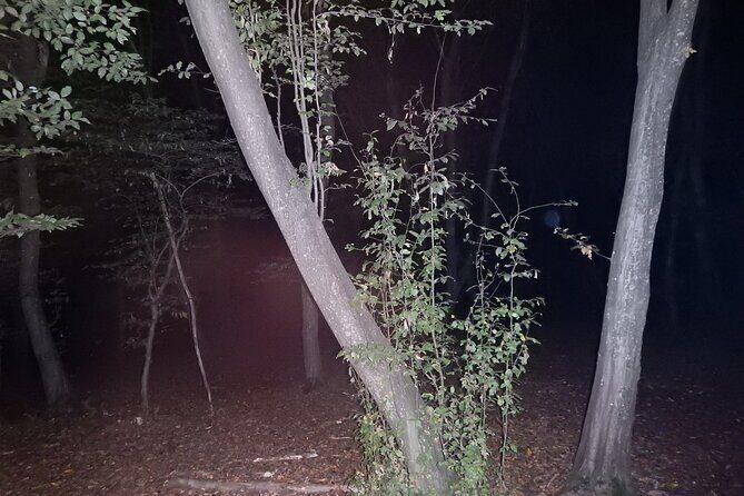 Night Tour in Hoia Baciu Forest - FAQ