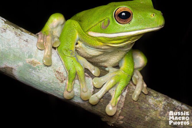 Night Walk in Cairns Botanic Gardens - Let's Go Buggin - A Closer Look at the Itinerary