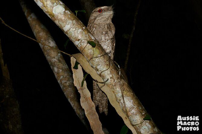 Night Walk in Cairns Botanic Gardens - Let's Go Buggin - Final Words