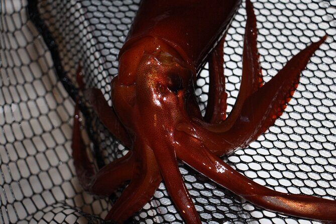 Nightly squid fishing - private tour - Nightly Squid Fishing – Private Tour Review: An Authentic Sea Experience in the Aeolian Islands