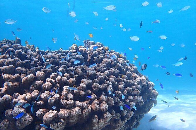 Ningaloo In A Full day Hike and Snorkel Tour - Authentic Experiences from Real Travelers