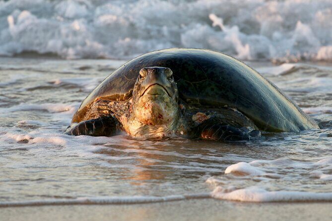 Ningaloo Turtle Watching and Stargazing Tour - An In-Depth Look at the Tour