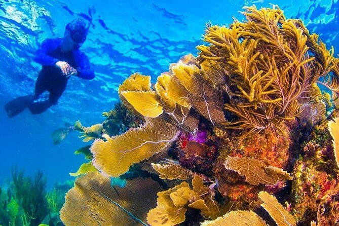 Nizuc Reef Snorkel Experience - The Value of This Tour: Is It Worth It?