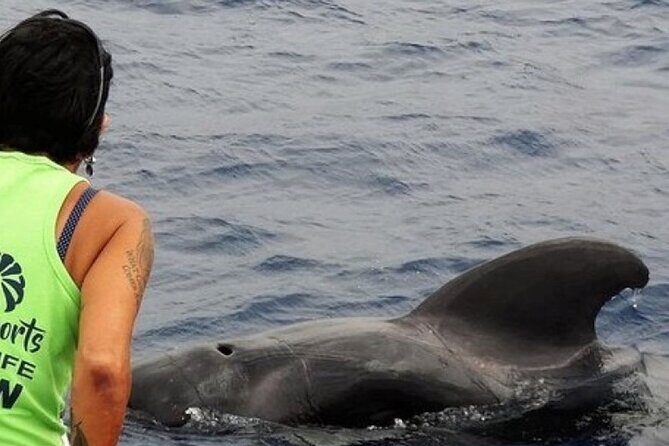 No chase Whale & Dolphin tour putting Marine Life first - we care - Key Points