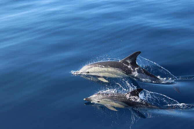 No chase Whale & Dolphin tour putting Marine Life first - we care - An In-Depth Look at the Experience