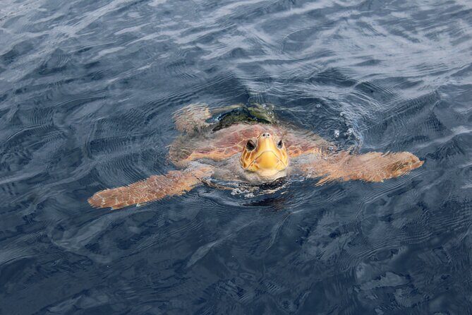 No chase Whale & Dolphin tour putting Marine Life first - we care - FAQ