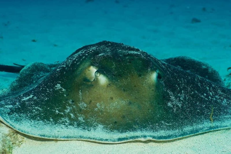 No Experience Needed-Discover Scuba Diving with Pickup - Practical Details & Tips for a Great Experience