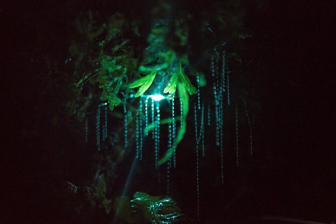 Nocturnal adventure Glow-worm tour - Why This Tour Is Worth Considering