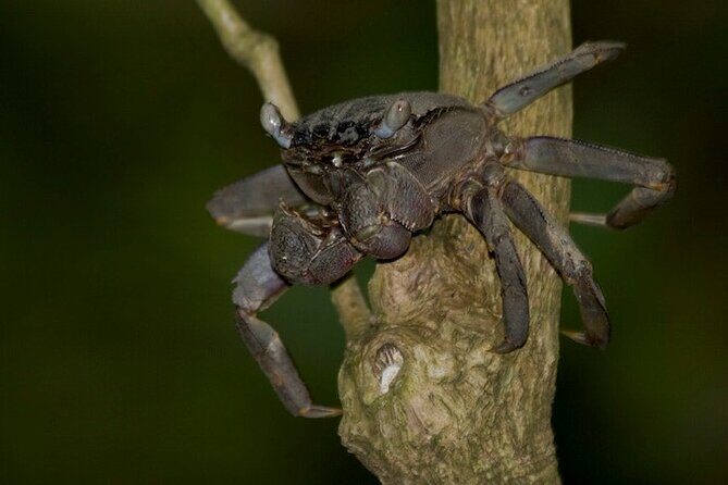 Nocturnal Secrets: A Mangrove Adventure - Exploring the Mangrove Night Walk in Detail