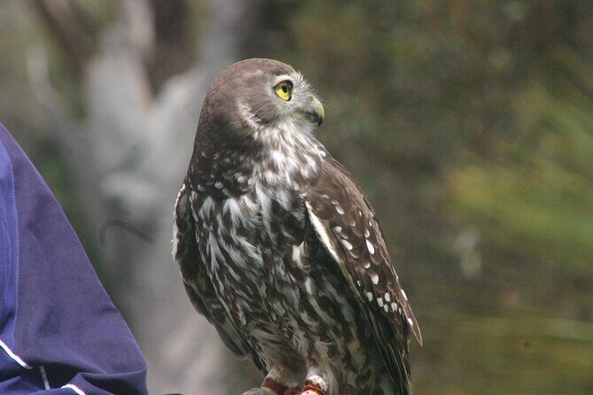 Nocturnal Tour of Kangaroo Island - Key Points