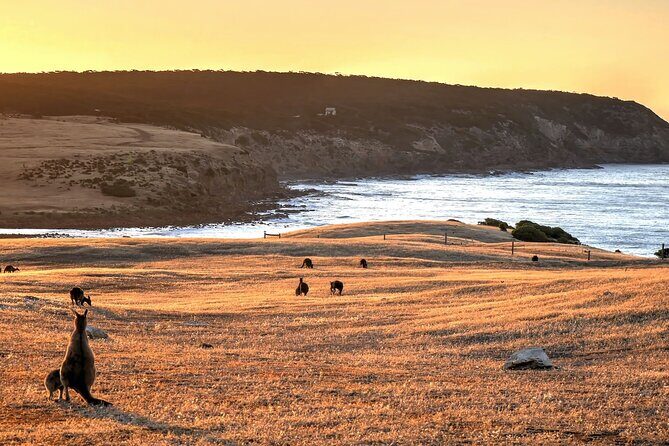 Nocturnal Tour of Kangaroo Island - Final Thoughts