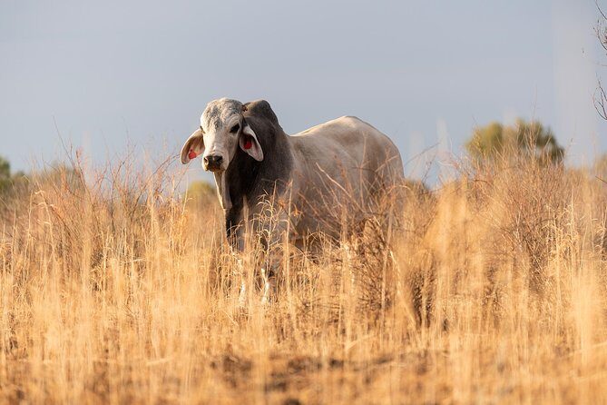 Nogo Station Experience - FAQs