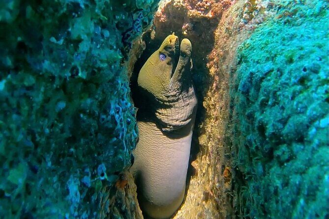 Non-Certified Diving Adventure in Cabo San Lucas - What Is This Tour All About?