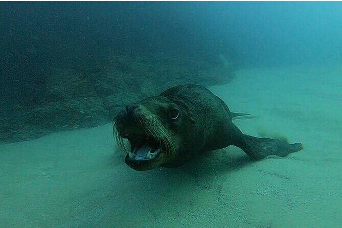 Non-Certified Diving Adventure in Cabo San Lucas - Considerations Before Booking