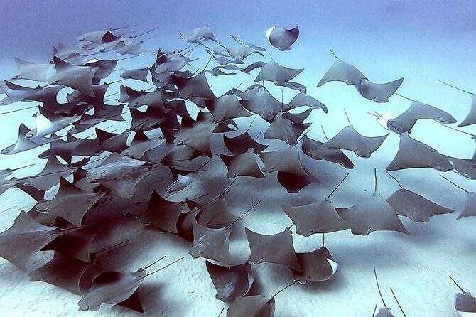 Non-Certified Diving Adventure in Cabo San Lucas - Final Words