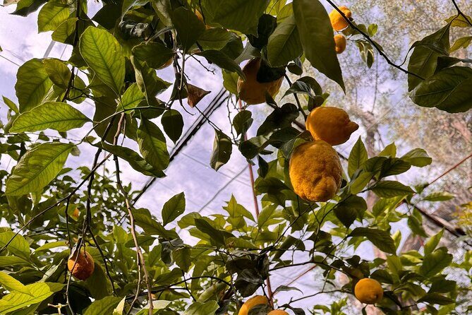 Nonna Concettina Sorrento Lemon Tour - Who Would Love This Tour?