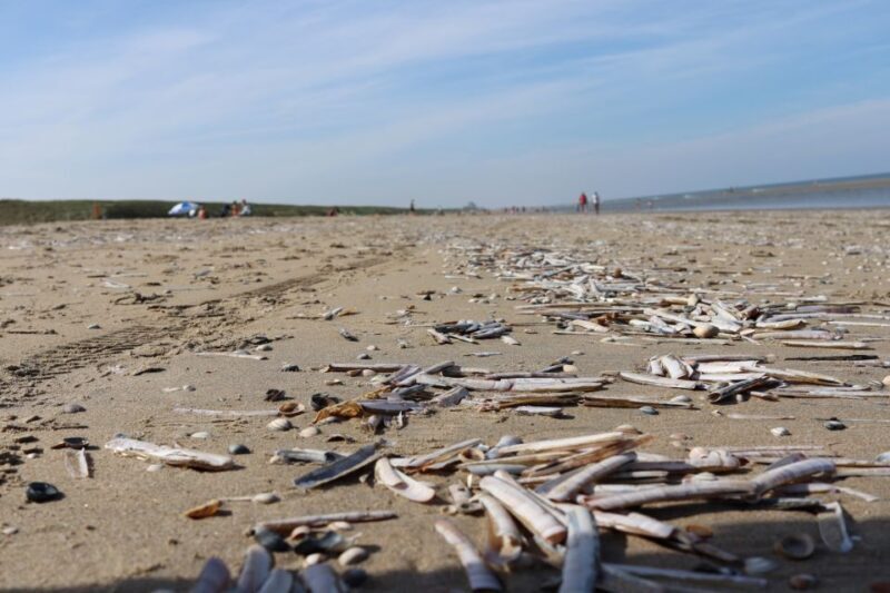 Noordwijk: Beach and Dunes Bike Tour - The Value of this Tour