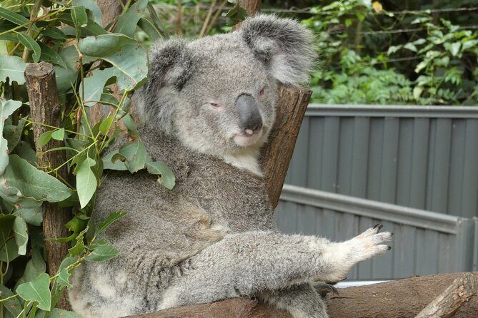 Noosa, Aussie Animals & Glass House Mountains from Brisbane - FAQ