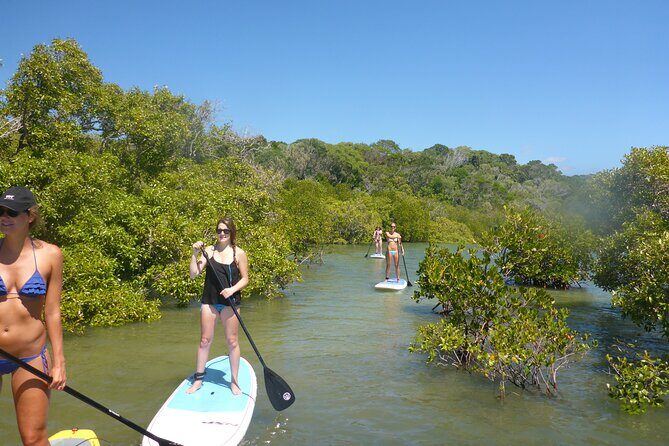 Noosa: Epic Stand Up Paddle Stingray & Mangrove Tunnel Tour - Key Points
