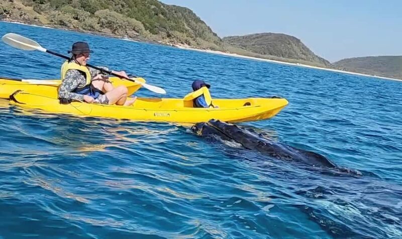 Noosa: Epic Whale Watching Ocean Kayak Tour & Beach 4X4 - Key Points