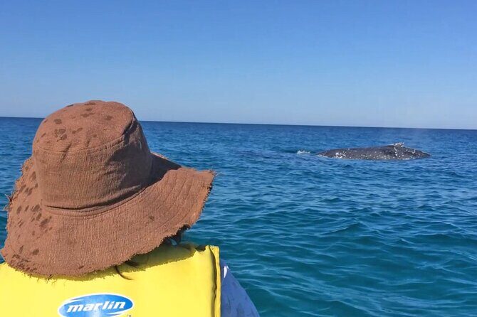 Noosa: Epic Whale Watching On Ocean Kayaks & Beach 4X4 Tour - An Honest Look at the Itinerary and What to Expect