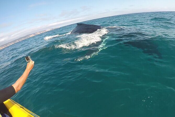 Noosa: Epic Whale Watching On Ocean Kayaks & Beach 4X4 Tour - What the Reviews Tell Us