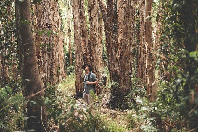 Noosa Everglades Tour with River Cruise and Hinterland Villages - Final Thoughts