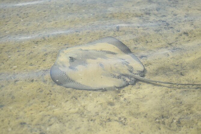 Noosa Heads: Epic Hidden Waterways & Wildlife Kayak Tour - Itinerary Breakdown