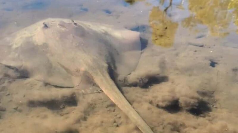 Noosa Heads: Hidden Waterways Wildlife Kayak (Fully Guided) - What’s Included and What’s Not