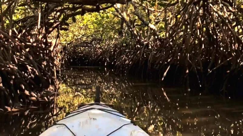 Noosa Heads: Hidden Waterways Wildlife Kayak (Self-Guided) - An Authentic Look at the Waterways of Noosa Heads