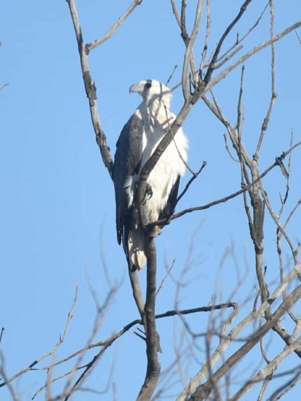 Noosa Heads: Hidden Waterways Wildlife Kayak (Self-Guided) - How This Tour Balances Value and Experience
