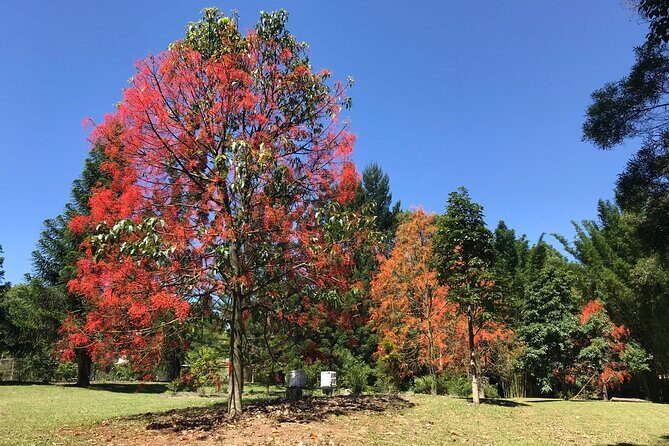 Noosa Hinterland Tour with Lunch, Wine & Cheese Tasting & more - The Sum Up – Who Will Love This Tour?