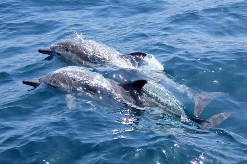 Noosa: National Park and Dolphin Watching Safari - An In-Depth Look at What You Can Expect