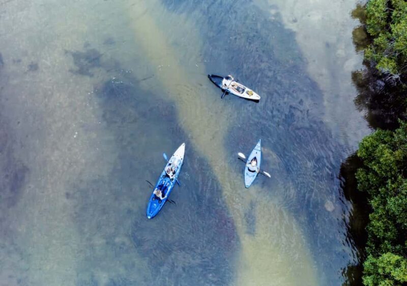 Noosa: Noosa Everglades and Stingray Sanctuary Kayak Tour - The Experience: What You Can Expect