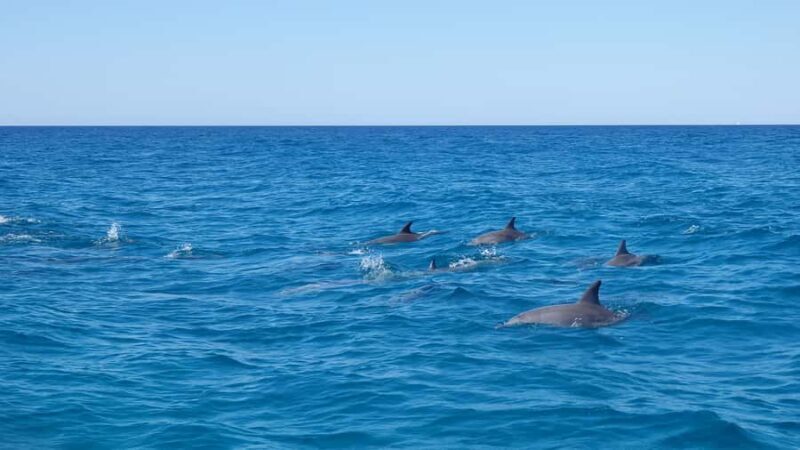Noosa: Noosa Ocean Adventure with Dolphin Watching - Frequently Asked Questions