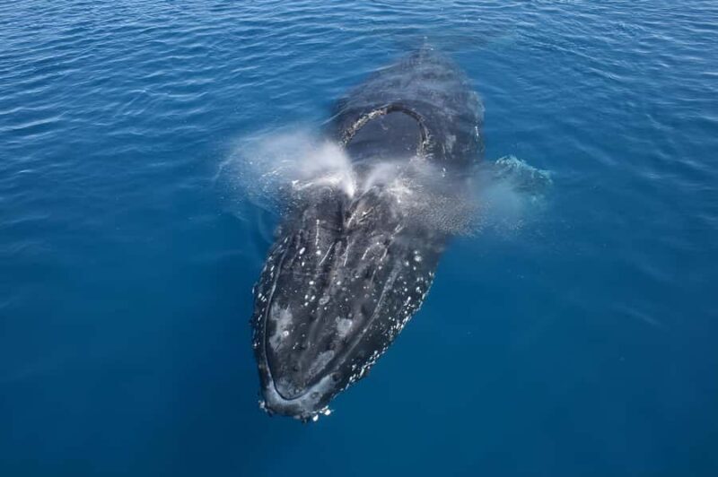 Noosa: Noosa Whale Watching Tour - Key Points