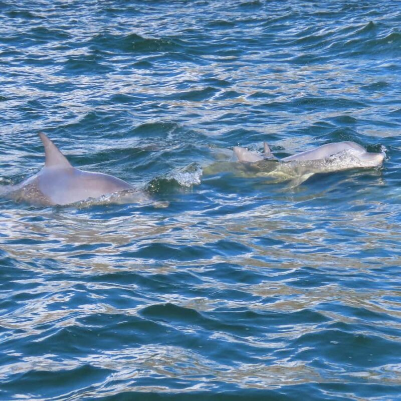 Noosa Ocean adventure & Dolphin Safari. - FAQ