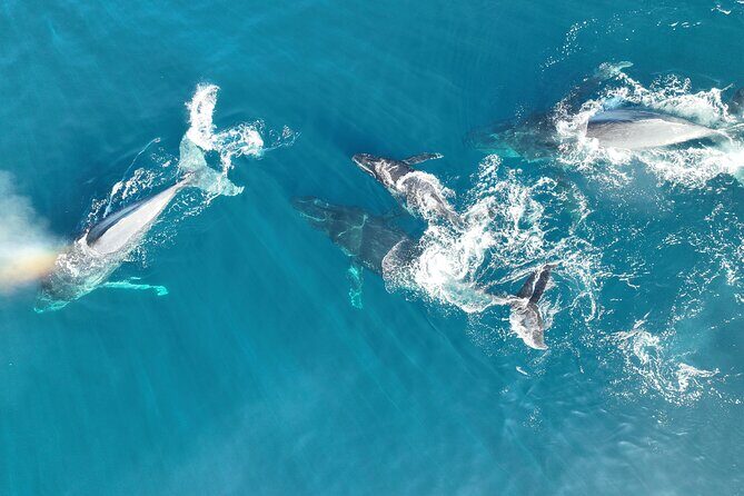 Noosa Ocean Adventures: Whale Watch - FAQs