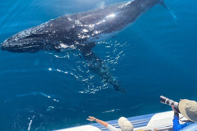 Noosa Ocean Adventures: Whale Watch - Final Thoughts