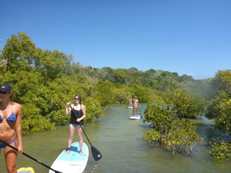 Noosa Stand Up Paddle & Mangrove Tunnel Tour (Self Guided) - The Sum Up