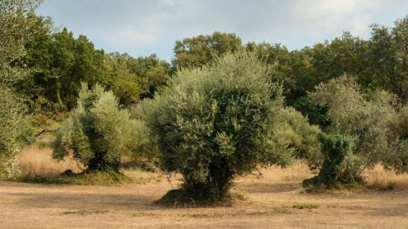 North Corfu Olive Tour with Olive Oil Tasting and Meze - Final Thoughts