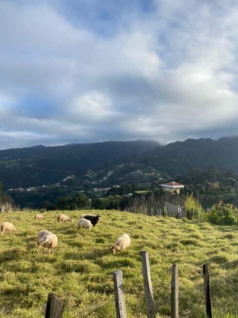 North-East Madeira Jeep Safari nature Lovers Open Roof Jeeps - Final Thoughts