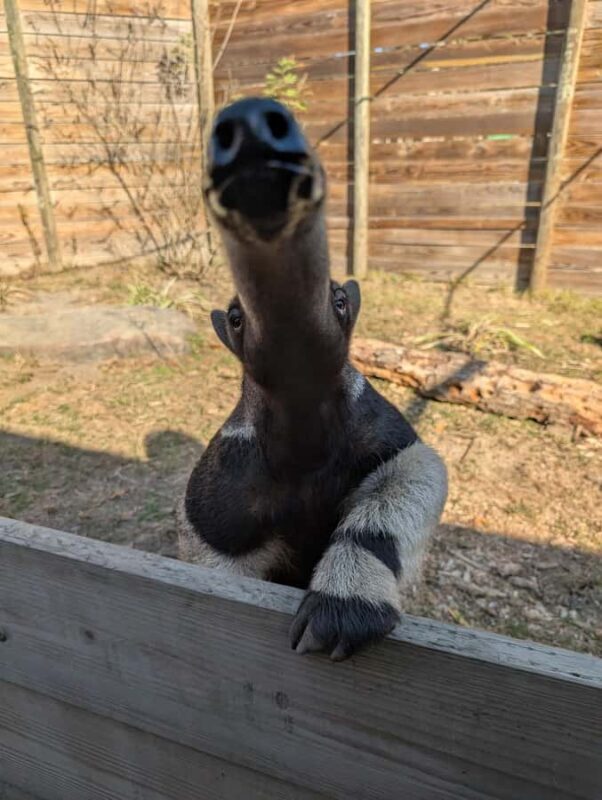 North Florida Wildlife Center General Admission - Exploring the North Florida Wildlife Center: An Honest Look at a Self-Guided Wildlife Adventure