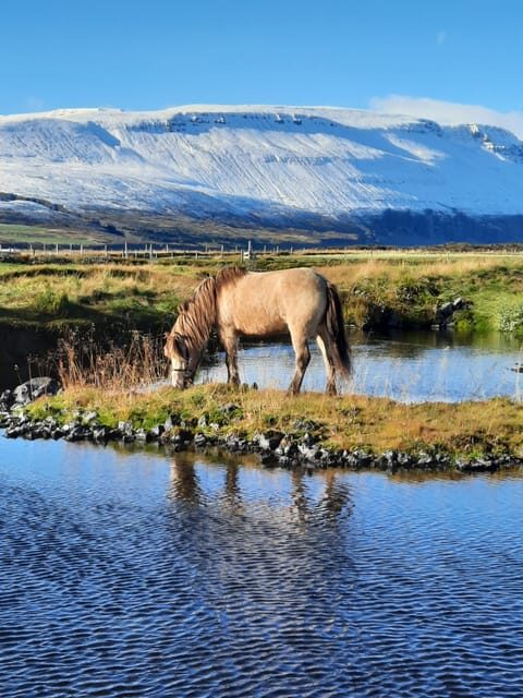 North Iceland: Horseback Riding Tour - An Overview of the Icelandic Horseback Experience