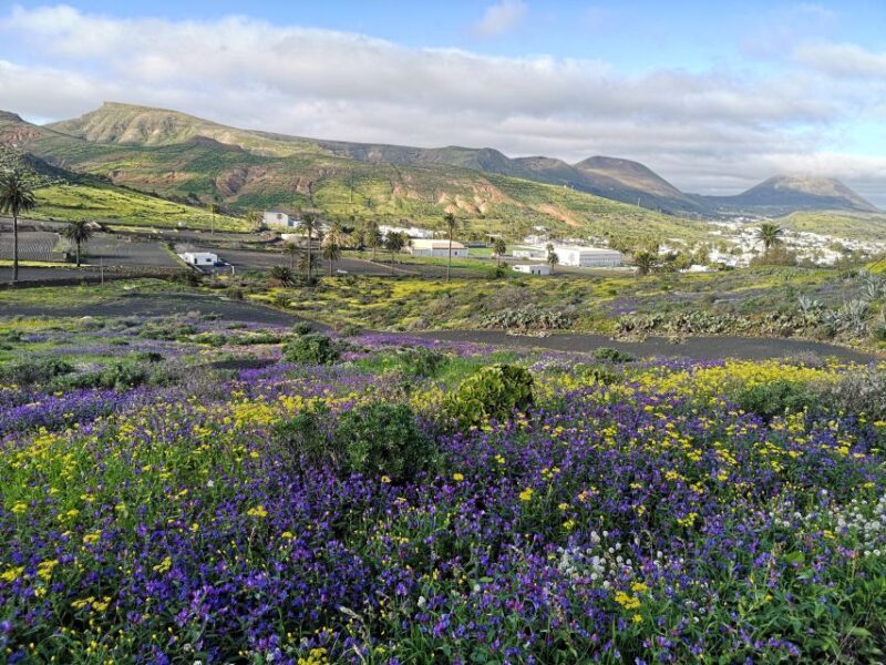 North Lanzarote: Cave, Jameos del Agua, and Viewpoint - FAQ