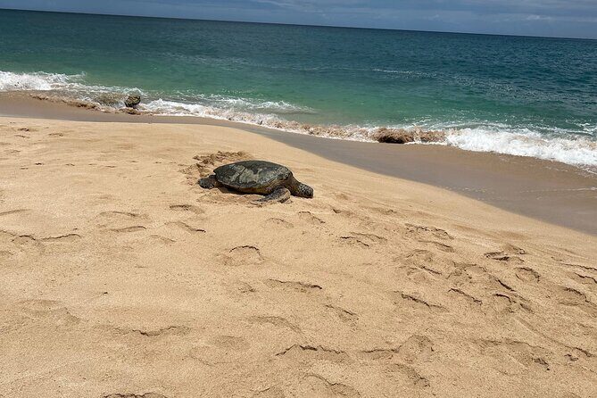 North Shore Highlight Tour - FAQs